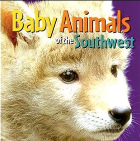 BABY ANIMALS OF THE S.W.